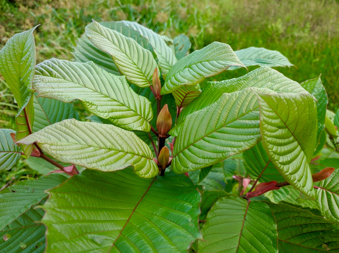 Sacred Southeast Asian Tea Powder Blend