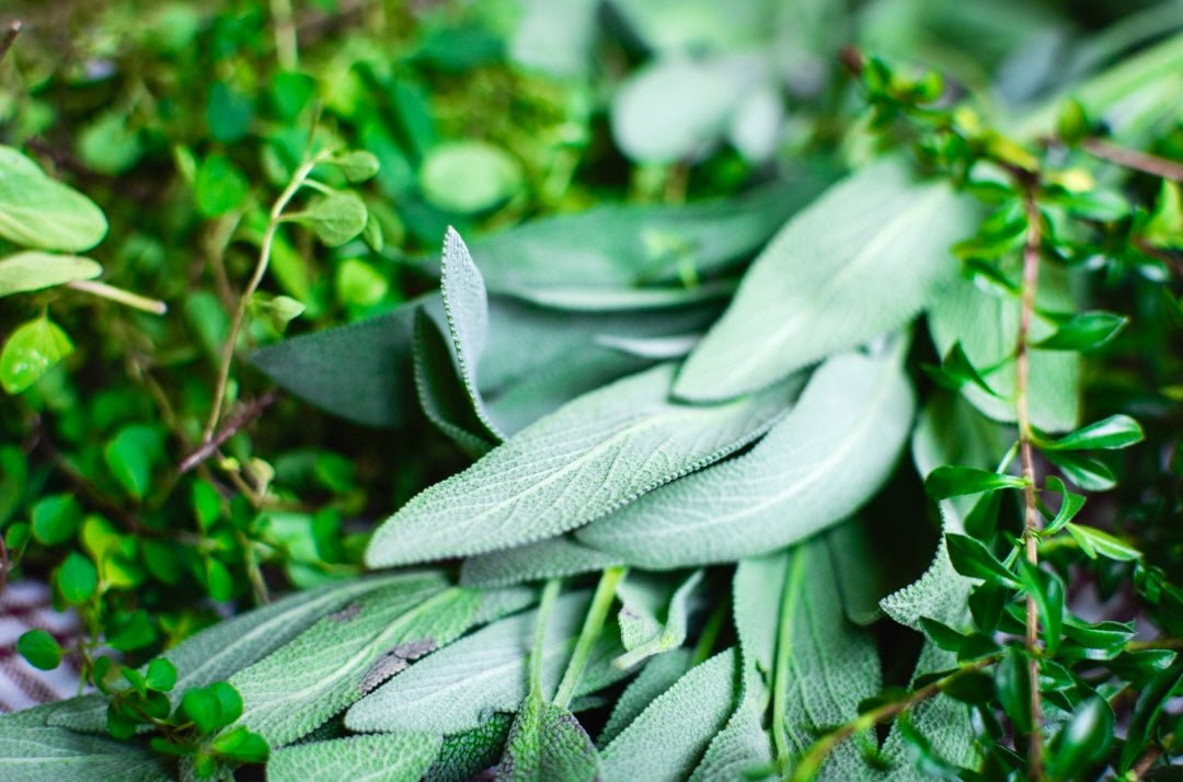 Organic Sage Leaf/Powder/Tincture