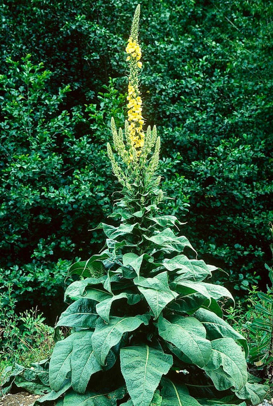 Wild-Harvested Mullein Essence