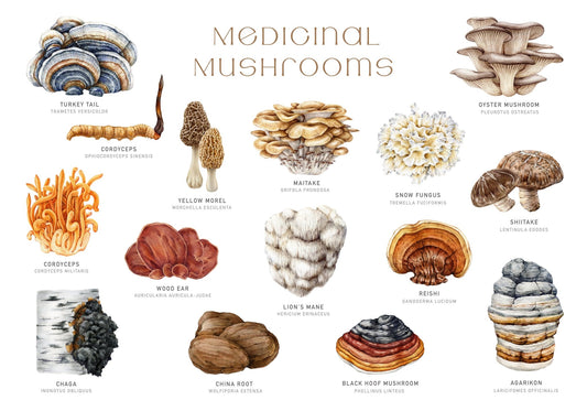 10-in-1 Medicinal Mushrooms (Organic & Non-GMO)